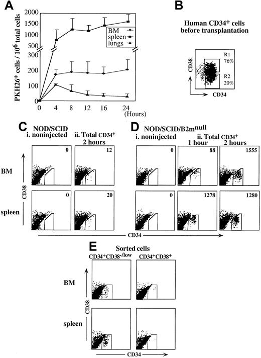 Fig. 1. Rapid and selective homing of primitive CD34+CD38−/low cells. / (A) Human PKH26+ cells in the BM, spleen, and lungs of transplanted NOD/SCID mice recovered at indicated time points after transplantation. Data represent mean ± SE from 6 experiments, n = 5 mice/time point. (B) Enriched human CD34+ cells before transplantation. Gate R2 represents CD34+CD38−/low cells. (C,D) CD34/CD38 staining of cells recovered from the BM and spleen of mice that were transplanted with unlabeled CD34+-enriched cells. (C) NOD/SCID mice: (i) noninjected mouse, (ii) 2 hours after transplantation. (D) NOD/SCID/B2mnull mice: (i) noninjected mouse, (ii) 1 and 2 hours after transplantation. (E) CD34/CD38 staining of cells recovered from NOD/SCID mice, 16 hours after transplantation with sorted 2 × 105CD34+CD38−/low or 8 × 105 CD34+CD38+ cells. Data shown represent the number of human CD34+CD38−/low cells per 106 total acquired cells. The experiment was repeated 3 times, showing similar results (P < .05); a representative flow cytometry analysis is shown. Homing cell numbers are presented per 106 acquired cells.