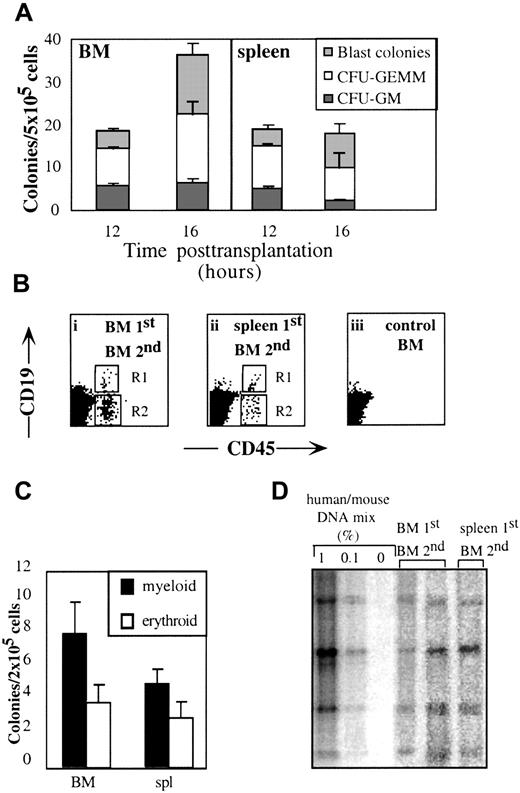 Fig. 3. Homing cells are SRC/stem cells. / (A) BM and spleen cells of mice that were transplanted with human CD34+-enriched cells were harvested at indicated time points and assayed for colony formation. Data represent mean ± SE from 6 experiments, n = 12 mice. (B) NOD/SCID mice used as primary recipients were transplanted with 106 CD34+cells/mouse. Secondary recipients NOD/SCID/B2mnull mice were transplanted either with BM (2 × 106 cells/mouse) or spleen cells (4.5 × 106 cells/mouse) from one primary recipient. BM cells of secondary-transplanted recipients were assayed for lymphoid (R1), nonlymphoid (R2) cell differentiation (B), erythroid and myeloid progenitor cells (C), and human DNA levels (D). A representative experiment is shown of 3 performed, n = 12 mice.