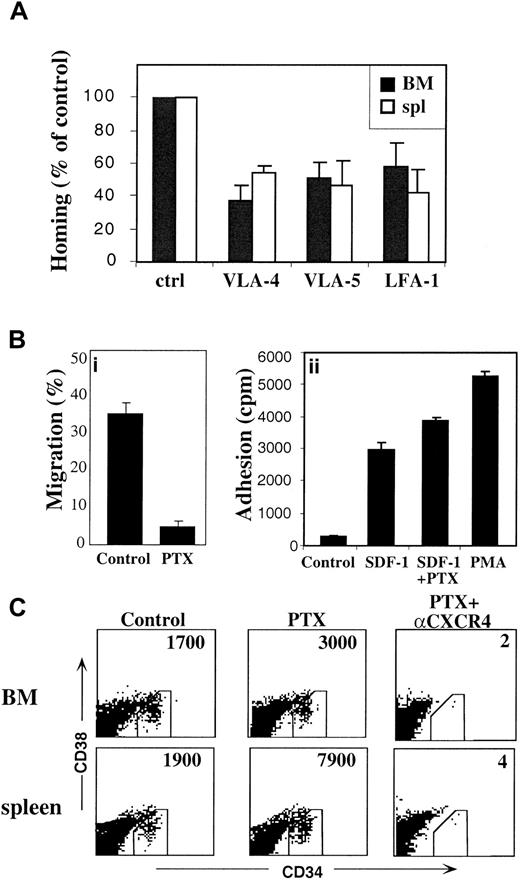 Fig. 5. Homing of CD34+ cells is facilitated by the major integrins VLA-4, VLA-5, and LFA-1 and is PTX insensitive. / (A) Enriched CB CD34+ cells (0.5 × 106cells/mouse) were incubated with antibodies specific for the major integrins prior to transplantation into NOD/SCID/B2mnull mice. Data shown represent mean ± SE from 5 experiments, n = 22 mice,P < .05. (B) CD34+-enriched cells were incubated with PTX (100 ng/mL, 60 minutes, 37°C) and assayed for migration toward SDF-1 (Bi, control cells were not treated with PTX), or SDF-1–mediated adhesion to fibronectin (FN) (Bii, control = adhesion to FN in the absence of SDF-1), or homing levels in transplanted NOD/SCID mice (C, 1 × 106 cells/mouse). CD34+ cells were treated with PTX alone or followed by incubation with anti CXCR4 mAb; control cells were not treated. Data represent the number of human cells per 106 total acquired cells; a representative experiment from 3 performed is shown. Results from all experiments gave similar results (P < .05; n = 9 mice).