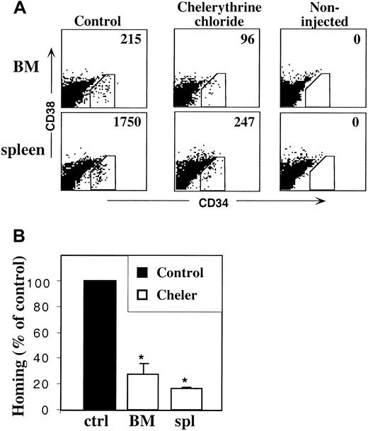 Fig. 6. PKC-mediated homing of CD34+ cells. / CD34+ cells were incubated with 10 μM chelerythrine chloride for 30 minutes in 37°C and were transplanted into NOD/SCID mice (1 × 106/mouse) 4 hours after sublethal irradiation. Data represent number of human cells per 106acquired cells 16 hours after transplantation. A representative experiment (A) and the mean ± SEM of 3 experiments,P < .05 (B) are shown.