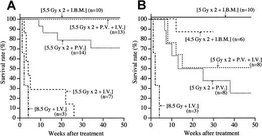 Fig. 1. Survival rates in MRL/lpr mice treated by various methods. / (A) MRL/lpr mice irradiated with 5.5 Gy × 2 were injected with BMCs via the peripheral vein (intravenously, IV), via the portal vein (PV), or into the bone marrow cavity (intra–bone marrow, IBM). As a negative control, the mice irradiated with 8.5 Gy received BMCs via the IV. Numbers in parentheses represent the numbers of mice used in each group. Statistical analyses were carried out by a log-rank test:P < .001, 5.5 Gy × 2 + IBM versus 5.5 Gy × 2 + PV. (B) MRL/lpr mice irradiated with 5 Gy × 2 were injected with BMCs via the IV, via the PV, or via the IBM. Furthermore, the mice that had been irradiated with 4.5 Gy × 2 were injected with BMCs via the IBM.