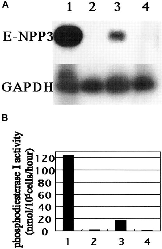 Fig. 3. Expression of E-NPP3 mRNA in KU-812 cells and PB basophils. / (A) Total RNA extracted from KU-812 cells (lane 1), neutrophils/eosinophils (lane 2), 97A6+ basophils (lane 3), and 97A6− mononuclear cells (lane 4) were subjected to RT-PCR analysis as described in “Study design.” Expression of E-NPP3 mRNA was observed in KU-812 cells and basophils but not in other cell fractions. (B) Phosphodiesterase-I activity of lysates from KU-812 cells and PB subpopulations (lanes are described in panel A) was determined using p-nitrophenyl thymidine-5′-l-monophosphate as a substrate. Data represent the mean of triplicate assays.