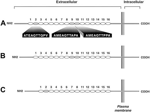 Fig. 1. Schematic depiction of the 3 PSGL-1 polymorphic variants. / Each decameric repeat is depicted as an oval. The largest variant (A) has 16 repeats, the B variant has 15 repeats (repeat 2 of the A form is missing), and the C variant has 14 repeats (repeats 9 and 10 of the A form are missing). Repeats of the A variant missing in the smaller variants are shaded gray; their sequences are given below the A variant.