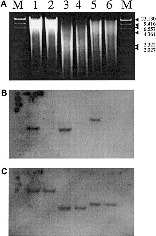 Fig. 1. Southern hybridization experiments. / Genomic DNA from group A (lanes 1, 3, and 5) and group O (lanes 2, 4, and 6) porcine submaxillary glands was digested with EcoRI (lanes 1 and 2) alone or BamHI (lanes 5 and 6) alone or with both EcoRI and BamHI (lanes 3 and 4) and electrophoresed through a 1% agarose gel. DNA was then transferred by using the Southern method to a nylon membrane and hybridized in Ultrahyb hybridization buffer (Ambion, Austin, TX) with a cloned porcine A gene fragment probe, which was radiolabeled by using the random-hexamer method. Hybridization was done at 42°C overnight. Subsequently, the filter was washed twice with 2 × standard saline citrate (SSC) and 0.1% sodium dodecyl sulfate (SDS) at 42°C for 10 minutes. This was followed by another washing with 0.1 × SSC and 0.1% SDS at 42°C for 15 minutes. The filter was then exposed to x-ray film. The same filter was later hybridized with a radiolabeled porcine α 1-3 galactosyltransferase gene sequence probe.13 Figure 1A shows the results of electrophoresis, and Figures 1B and 1C show the results of hybridization experiments with the porcine A gene probe (B) and the porcine α 1 → 3 galactosyltransferase gene probe (C). The very weak bands common to the A and O pig DNA may have resulted from cross-hybridization of the A gene probe with the sequence homologous to the human hgt4 pseudogene.11