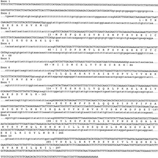 Fig. 2. Nucleotide sequence of the P5′N-1 gene. / The exonic sequence is shown in uppercase letters, and the intronic sequence is shown in lowercase letters. Predicted amino acid sequence is shown below the nucleotide sequence. The final codon of exon 1 acts as the initiator codon for the 286–amino acid form of P5′N-1, whereas the translation is initiated by the first codon of exon 2 in the longer 297–amino acid form of the protein.