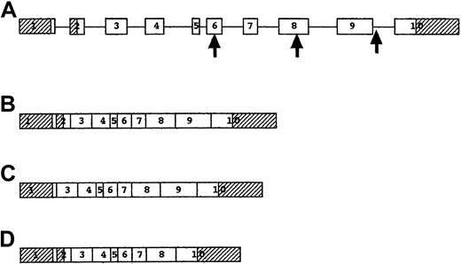 Fig. 3. Structure and splicing of the P5′N-1 gene. / (A) Genomic structure of P5′N-1 gene. Exons are shown as boxes and introns as lines. Shaded exons represent the 5′ and 3′ untranslated regions. The first arrow shows the site of the codon 98 mutation, the second arrow shows the codon 177 mutation, and the third arrow shows the IVS9-1 mutation. (B) mRNA for 297–amino acid form of P5′N-1, including all the exons, though the initiator codon in exon 1 is inactive. (C) mRNA for 286–amino acid form of P5′N-1, with translation initiated by the last codon of exon 1 and with exon 2 spliced out. (D) mRNA resulting from IVS9-1, G→T mutation, with skipping of exon 9.