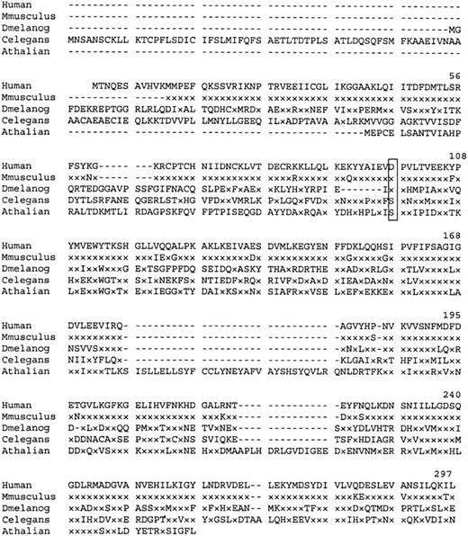 Fig. 4. Amino acid sequence homology of human P5′N-1 to similar proteins. / Dash indicates gaps in the aligned sequences, and x indicates amino acids identical to those in the equivalent position of the wild-type human protein. Residue Asp98 (boxed) is mutated to Val in the Norwegian family. Aligned sequences are Mus musculus (derived from EST databases), D. melanogaster (CG3362 gene product), Caenorhabditis elegans (hypothetical protein F25B5.3), and Arabidopsis thaliana (AAC67350.1).