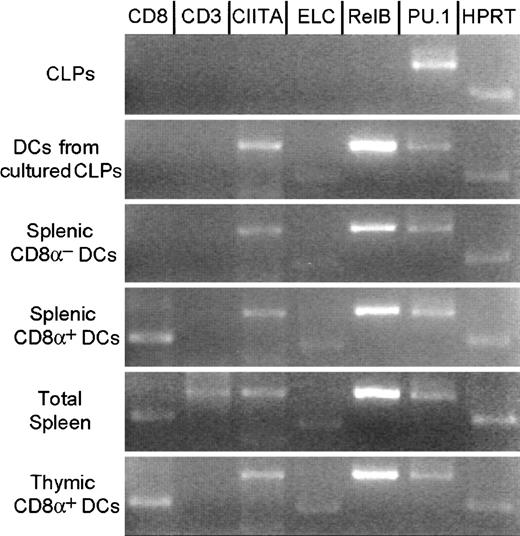 Fig. 3. Gene expression in CLPs and DCs. / RT-PCR analysis of CLPs, CLP-derived DCs in culture, CD8α+ and CD8α− splenic DCs, total splenic cells, and CD8α+ thymic DCs sorted from healthy animals. Although CLPs do not express CIITA, ELC, andRelB, CLP-derived DCs in culture, splenic and thymic DCs express these genes. No DC subsets expressed CD3. Uncultured splenic and thymic DCs expressed CD8α+ mRNA. PCR conditions were as described in “Materials and methods.”