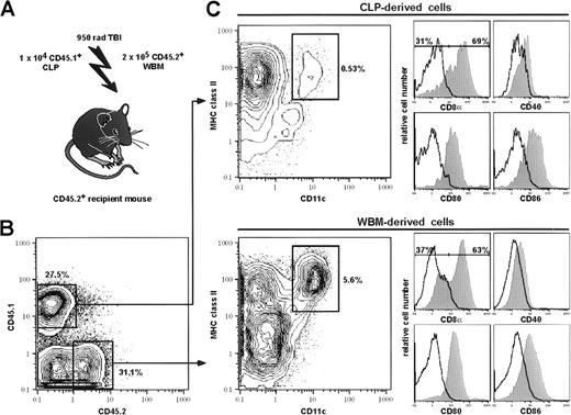 Fig. 4. CLPs give rise to DCs in vivo. / CLPs were competitively transplanted into lethally irradiated CD45 congenic animals, together with host-type whole bone marrow (A). CD45 expression was used to gate on donor-type (CD45.1) and host-type (CD45.2) CD11c+-enriched, live splenocytes on day 15 after transplantation (B). Both CLP (upper panel) and host-derived (lower panel) cells were analyzed for DC phenotype by MHC class II+ and CD11c+ expression (C, contour plots). CLP-derived MHC class II+CD11c+ cells account for approximately 10% of donor-derived MHC class II+CD11c+ cells in a CD11c+-enriched sample. MHC class II+CD11c+ cells were further analyzed for CD8α, CD40, CD80, and CD86 expression (C). Closed hisograms represent specific staining, and open histograms represent isotype-matched controls of the MHC class II+CD11c+ cells. On day 15, 69% of CLP-derived DCs and 63% of host-derived DCs were CD8α+. Both CLP and host-derived DCs expressed low to intermediate levels of CD40, CD80, and CD86. Details are given in “Materials and methods.”