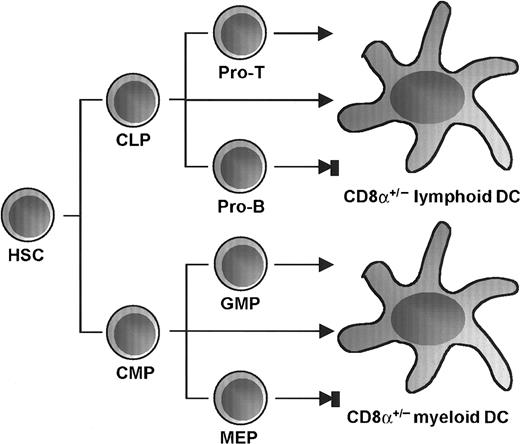 Fig. 6. Proposed differentiation pathways from HSC to DC. / The earliest CLPs and CMPs in bone marrow are capable of developing into DCs of both CD8α+ and CD8α−phenotypes. DC development potential is preserved in early T-cell progenitors and declines along with T-cell maturation as well as during granulocyte-macrophage commitment but is absent in B-cell progenitors and megakaryocyte-erythrocyte progenitors.