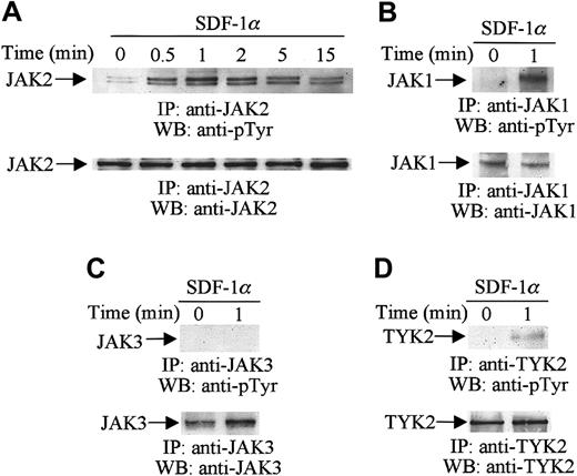 Fig. 1. SDF-1α induces the tyrosine phosphorylation of JAK family members. / Total cell lysates from untreated or SDF-1α-treated (20 nM) CTS cells were immunoprecipitated (IP) with anti-JAK1, anti-JAK2, anti-JAK3, or anti-TYK2 antibodies and analyzed by Western blotting (WB) with PY99 antiphosphotyrosine antibody (pTyr) (A-D, upper panels). The protein loading was verified by reprobing the membranes with the same antibodies used for the immunoprecipitations (A-D, lower panels).