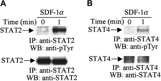 Fig. 2. SDF-1α induces the tyrosine phosphorylation of STAT. / Total cell lysates from untreated or SDF-1α–treated (20 nM) CTS cells were immunoprecipitated with anti-STAT2 (A) or anti-STAT4 (B) antibody and analyzed by Western blotting with PY99 antiphosphotyrosine antibody (pTyr). After stripping, the membrane was reprobed with anti-STAT2 antibody (A, lower panel) or anti-STAT4 antibody (B, lower panel).