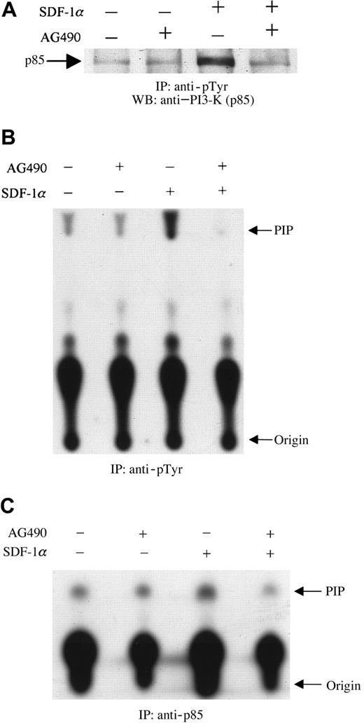 Fig. 3. Inhibition of SDF-1α–induced activation and phosphorylation of PI3-kinase by pretreatment with the JAK2 inhibitor, AG490. / CTS cells, pretreated with AG490 (100 μM) (+) or DMSO (−) for 2 hours, were stimulated with 20 nM SDF-1α for 1 minute and then lysed. Total cell lysates were immunoprecipitated with PY20 antiphosphotyrosine antibody (pTyr). The immunoprecipitates were analyzed by Western blotting with anti-p85 antibody (A). Total cell lysates were immunoprecipitated with PY20 antiphosphotyrosine antibody (pTyr) (B) or anti-p85 antibody (C). PI3-kinase activity was measured by a PI3-kinase assay, as described in “Materials and methods.” PIP indicates phosphatidylinositol 3-phosphate.