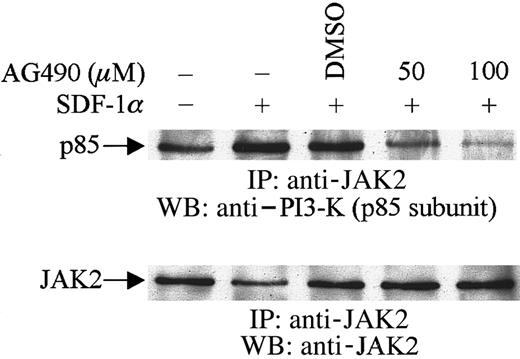 Fig. 4. Association of JAK2 with PI3-K (p85 subunit). / CTS cells were pretreated with AG490 (+) or DMSO (−) for 2 hours and then stimulated with SDF-1α (20 nM) for 1 minute. Total cell lysates were immunoprecipitated with anti-JAK2 antibody and analyzed by Western blotting with anti-p85 antibody.