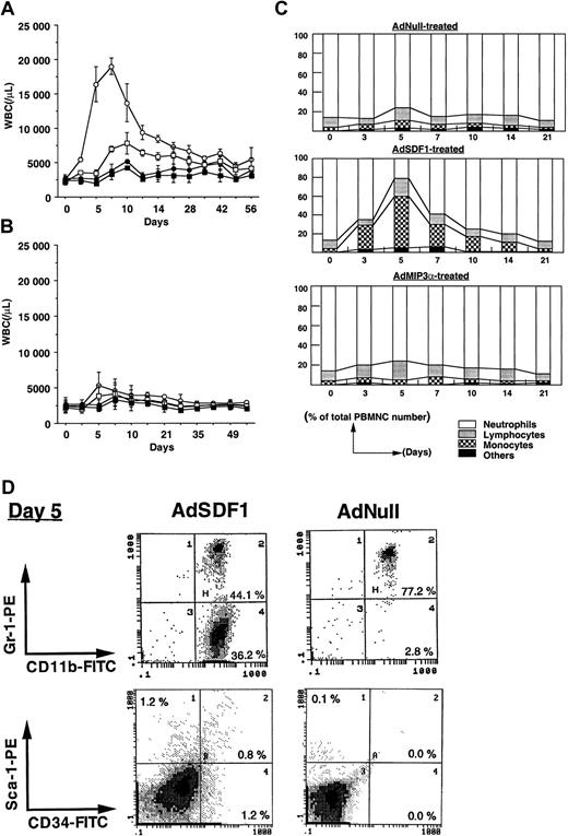 Fig. 2. Effect of AdSDF1 on peripheral blood cell counts. / (A) Some SCID mice were treated with 1 × 109 pfu AdSDF1 or AdNull IV on day 0. Total white blood cells (○, AdSDF1; ●, AdNull) and granulocytes (■, AdSDF1; ▪, AdNull) were counted using a Neubauer hematocytometer on crystal violet stained. (B) Some SCID mice were treated with 1 × 109 pfu AdMIP3α or AdNull IV on day 0. Total white blood cells (○, AdMIP3α; ●, AdNull) and granulocytes (■, AdMIP3α; ▪, AdNull). All data are expressed as mean (n = 4 to 6) ± SEM. (C) Effect of AdSDF1 on differential leukocyte counts. Two strains of mice were treated with 1 × 109 pfu AdNull or AdSDF1 or AdMIP3α IV on day 0. Manual leukocyte differentials were performed on Wright-Giemsa–stained smears of peripheral blood. All data are expressed as mean percentages (n = 4 to 6). (D) Phenotypic characterization of peripheral blood mononuclear cells. Peripheral blood MNCs were prepared from AdSDF1-treated or AdNull-treated SCID mice on day 5 and stained with FITC-conjugated anti-CD11b and PE-conjugated anti–Gr-1, or FITC-conjugated anti-CD34 and PE-conjugated anti–Sca-1 MoAbs. Cells (1 × 104) were analyzed on a Coulter Elite flow cytometer. The representative percentages of positive populations in PBMNCs are shown.