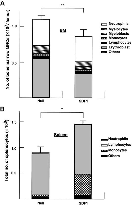 Fig. 5. Effect of AdSDF1 on BM and spleen mononuclear cells. / Some SCID mice were treated with 1 × 109 pfu AdSDF1 or AdNull IV on day 0. On day 7, 3 mice in each group were humanely killed, and both femora and the spleen were dissected. Manual leukocyte differentials were performed on Wright-Giemsa–stained cytospin preparations of the BM (A) and the spleen (B) mononuclear cells. All data of cellularity are expressed as the mean (n = 4) ± SEM. Points that differ significantly from data for AdNull administration on the same day are marked: *P < .005, **P < .05.