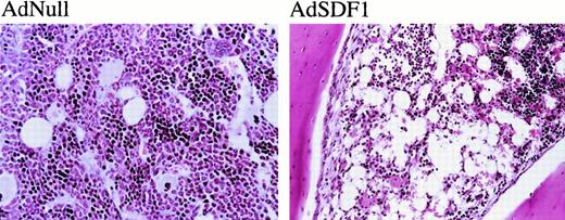 Fig. 6. Histopathologic examination. / The administration of AdNull or AdSDF1 was performed as described in Figure 1. On day 7, 3 SCID mice in each group were humanely killed. Paraffin sections of the BM were stained by hematoxylin and eosin. Original magnification, ×100.
