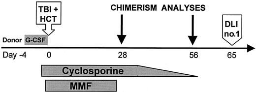 Fig. 1. Treatment protocol for nonmyeloablative HCT. / Granulocyte colony-stimulating factor (G-CSF)–mobilized peripheral blood stem cells (PBSCs) were infused after TBI on day 0. One patient (FH14726) received fludarabine 30 mg/m2 ×3 intravenously on days −4, −3, and −2 before TBI/MMF/CSP. G-CSF: 16 μg per kg per day on days −4 to 0, aphereses on days −1, 0; TBI: 200 cGy (7 cGy/min) single fraction; HCT: PBSCs infused on day 0; CSP: 1.5 mg/kg intravenously twice daily on days −1 and 0, 6.25 mg/kg orally twice daily on days 1 to +35 (cohort 1), then taper to +56 (cohort 2); MMF: 15 mg/kg orally twice daily on days 0 to +27; DLI: no. 1 equals 107 CD3+ cells/kg, no. 2 equals 3.3 × 107 CD3+ cells/kg.