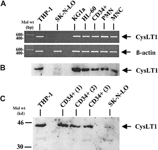 Fig. 1. CysLT1 expression in CD34+ hematopoietic progenitors, mature leukocytes, and cell lines. / (A) CysLT1 mRNA was expressed in CD34+ hematopoietic progenitor cells, mature PMNCs and MNCs, as well as in leukemic cell lines including the CD34+ progenitor cell line KG1a, as assessed by RT-PCR. The cell line THP-1 served as a positive control and the neuroblastoma cell line SK-N-LO as a negative control. Expression of β-actin mRNA was analyzed as a control for RNA amounts in the RT reaction. (B) Western blot analysis of CysLT1 protein expression confirmed the RT-PCR results using a polyclonal CysLT1 antibody.39 The strongest CysLT1 expression was observed in the CD34+ cell line KG1a. In CD34+ cells, CysLT1 expression was at least as strong as in mature leukocytes. (C) Circulating CD34+ progenitors from 3 different, additional individuals showed CysLT1 expression at a similar level.