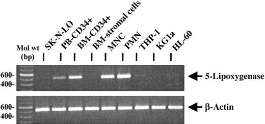 Fig. 6. RT-PCR analysis of 5-lipoxygenase mRNA expression in primary hematopoietic cells and cell lines. / By RT-PCR, 5-lipoxygenase mRNA was expressed in PB and BM CD34+ progenitors, PB PMNCs, MNCs, and at a low level in the cell lines THP-1 and HL60. No specific PCR signal could be observed in the negative control cell line SK-N-LO, in BM stromal cells, and in KG1a cells. Similar RNA amounts were used in the reactions, as demonstrated by RT-PCR for β-actin expression.