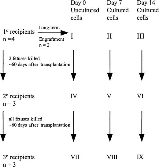 Fig. 1. Set up of fetal sheep experiments. / CB CD34+ cells (100 000) were injected into 4 fetal sheep (group I). Two sheep were allowed to be born and followed long-term. Sixty days after transplantation, 2 fetuses were killed and the human CD45+ cells pooled and then injected into 3 secondary recipients (group IV). These recipients were killed at 60 days, BM pooled, and injected into 3 tertiary recipients (group VII). A similar protocol was followed with the cells cultured for 7 and 14 days.