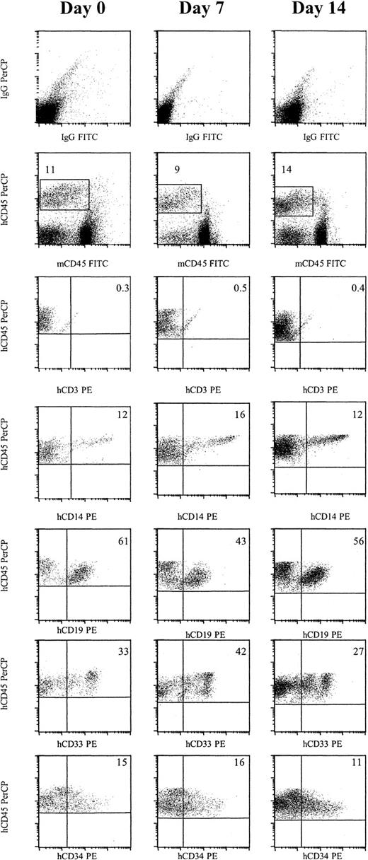 Fig. 2. Cells cultured for 7 or 14 days in AFT024 in noncontact culture with FL + SCF + Il-7 produce multilineage engraftment in NOD/SCID mice. / Six weeks after transplantation, BM was obtained from the femurs and tibiae of NOD/SCID mice and assessed for multilineage human engraftment by 3-color flow cytometry. Cells were initially gated on both the myeloid and lymphoid fractions. Isotype-matched controls are demonstrated in the top row. Cells that expressed human specific CD45 PerCP and were negative for murine specific CD45 FITC were then gated (second row). Expression of human-specific CD3 PE, CD14 PE, CD19 PE, CD33 PE, and CD34 PE was evaluated. Expanded cells expressed similar levels of each marker compared as day 0 cells (Table 3). IgG indicates immunoglobulin G.
