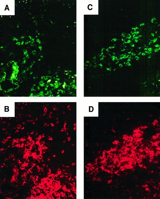 Fig. 5. Distribution of activated DC in donor 93. / (A, B) Double staining for CD83 (FITC, A) and CD11c (Texas Red, B). Original magnification, ×400 of the section shown in panel F. A subset of CD11c+ DCs in the white pulp expresses CD83. (C,D) Double staining for CD83 (FITC, C) and CD86 (Texas Red, D). Original magnification, ×400. CD83+ cells are a subset of CD86+ cells.