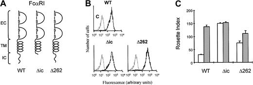 Fig. 1. The intracellular domain of FcαRI is important for cytokine-induced IgA binding. / (A) Schematic diagrams of FcαRI and different FcαR-deletion mutants are shown. (B) The expression of the receptors was analyzed by flow cytometry. (C) Ba/F3 cells expressing FcαRI mutants were used for IgA-rosette assays. Cells were cytokine starved and subsequently stimulated for 15 minutes with either buffer (■) or IL-3 (░). IgA binding to the cells was measured by the formation of rosettes between cells and IgA-coated beads. Results are expressed as rosette index and as means ± SE (n = 3).