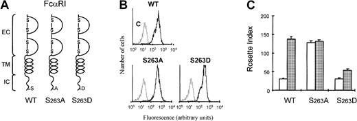 Fig. 2. S263 is critical for FcαRI activation by cytokines. / (A) Schematic diagrams of FcαRI and different S263 substitution mutants are shown. (B) The expression of the different receptors was analyzed by flow cytometry. (C) Ba/F3 cells expressing FcαRI mutants were used for IgA-rosette assays. Cells were cytokine starved and subsequently stimulated for 15 minutes with either buffer (■) or IL-3 (gray bars). IgA binding to the cells was measured by the formation of rosettes between cells and IgA-coated beads. Results are expressed as rosette index and as means ± SE (n = 3).