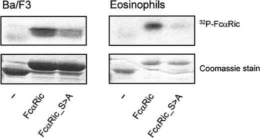 Fig. 3. Phosphorylation of the intracellular domain of FcαRI. / The intracellular domain of CD89 is constitutively phosphorylated in nonprimed cells. This phosphorylation is critically controlled by S263. GST-tagged intracellular domains of CD89 are used for an in vitro kinase assay with eosinophil and Ba/F3 lysates. Hereafter, constructs are “fished” with glutathione-coated beads and visualized by autoradiography (upper panels) and protein staining for checking equal loading (lower panels). The experiment shown is representative of 3 additional experiments.