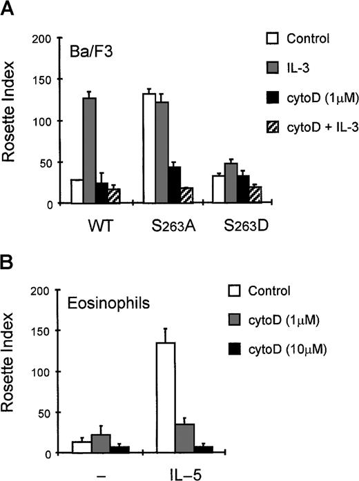 Fig. 4. Cytokine-induced activation is inhibited by cytochalasin D. / Cytokine-starved Ba/F3_FcαRI cells (A) or purified eosinophils (B) were incubated with buffer (■) or with cytochalasin D for 10 minutes and subsequently stimulated or left untreated. Ba/F3_FcαRI cells were incubated with IL-3 (1:1000; 15 minutes) (A) and eosinophils were stimulated with IL-5 (10−9M; 15 minutes) (B). Binding of IgA beads to these cells was measured and results are expressed as rosette index (number of beads/100 cells) and as means ± SE (n = 3).