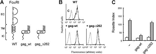 Fig. 5. Overexpression of the intracellular domain of FcαRI inhibits the binding of IgA beads to Ba/F3 cells. / Ba/F3_FcαRI cells overexpressing gag-tagged FcαRI constructs (A) were checked for FcαRI expression by FACS flow cytometry (B). Cells were used for IgA-binding assays and were cytokine starved and stimulated with either buffer (■) or IL-3 (░) (C). After stimulation rosette assays were performed, and binding of IgA beads was counted. Results are expressed as rosette index (number of beads/100 cells) and as means ± SE (n = 3).