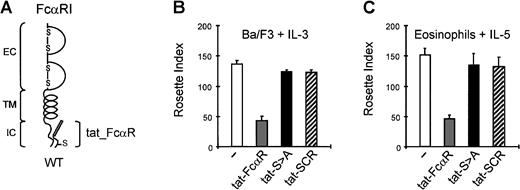 Fig. 6. Overexpression of the intracellular domain of FcαRI by cell permeable tat-peptides inhibits the binding of IgA beads to Ba/F3 cells and human eosinophils. / Overexpression of the intracellular domain was also obtained with tat-peptides (A). Both cytokine-starved Ba/F3_FcαRI cells (B) and purified human eosinophils (C) were incubated with 100 μM of the tat-FcαRI (wt), tat_S>A or a nonrelevant scrambled peptide (tat-SCR). After stimulation for 15 minutes of the Ba/F3 cells with IL-3 (1:1000) and the eosinophils with IL-5 (10−9M), rosette assays were performed, and binding of IgA beads was counted. Results are expressed as rosette index (number of beads/100 cells) and as means ± SE (n = 3).
