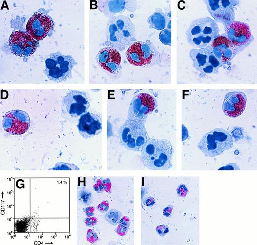 Fig. 2. CD4, CCR5, and CXCR4 expression. / Nonsorted (A-F) and CD4+/CD117+ sorted (G-I) freshly isolated cells from patients with asthma were stained pink with antichymase (A-C,H) or antitryptase (D-F,I) IgG. In some instances, the resulting cells were then stained brown with anti-CD4 (A,D), anti-CCR5 (B,E), or anti-CXCR4 (C,F) IgG. As assessed by this double-immunohistochemical procedure, most of the tryptase+/chymase+ cells in the blood of these patients expressed CD4, CCR5, and CXCR4. The sorted cells depicted in panels H and I are shown at a lower magnification than the cells in panels A through F to better evaluate the efficiency of the purification procedure. As noted in the nonfixed cells in panel G, CD4 is expressed on the surface of the MCs/basophils. The apparent intracellular location of CD4 in panels A and D could be a consequence of the fixation step used in this immunohistochemistry procedure.