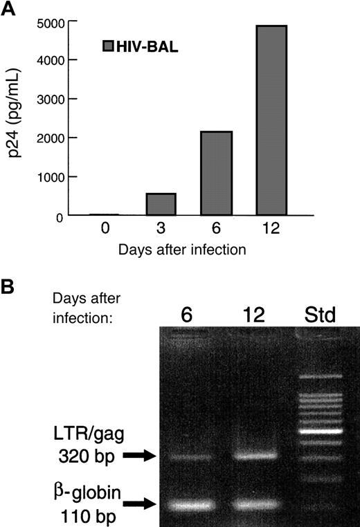 Fig. 4. HIV-1 infection. / In the depicted experiment, the peripheral blood cells in the buffy coat of a normal individual were placed in culture for 3 weeks. Immediately after sorting, the CD3−/CD4+/CD117+ population of in vitro–generated MCs/basophils was examined for its susceptibility to HIV-1. Three, 6, and 12 days after infection, samples of the cultures were evaluated for the presence of the viral protein p24 (A) and the viral “LTR/gag” genomic fragment (B). For a positive control in the polymerase chain reaction assay, replicate samples of the isolated genomic DNA were evaluated for the presence of the humanβ-globin gene. Molecular weight standards (Std) are indicated on the right. MCs/basophils freshly isolated from a patient with an allergic drug reaction and a patient with asthma also were found to be susceptible to the BAL strain of HIV-1 (data not shown). In those latter 2 experiments, the sorted CD3−/CD4+/CD117+ in vivo–differentiated MCs/basophils were exposed to the retrovirus immediately after their purification from the peripheral blood. As assessed immunohistochemically, less than 1% of the cells in the varied sorted population used in these HIV-1 susceptibility studies expressed CD3 and only about 1.5% expressed CD68.