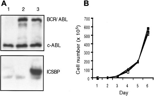 Fig. 1. ICSBP expression in BCR/ABL transformed BaF3 cells does not alter their growth characteristics in vitro. / (A) Immunoblot analysis of ICSBP and BCR/ABL protein expression in cell lines. Lane 1: BaF3; lane 2: Ba-P210; lane 3: Ba-P210–ICSBP. (B) Growth kinetics of Ba-P210 and Ba-P210–ICSBP cells. ■, Ba-P210; ▪, Ba-P210–ICSBP.