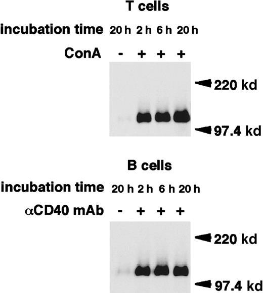 Fig. 2. Release of sCD100 from the surface of activated primary T and B cells. / Primary T and B cells were stimulated with ConA (4 μg/mL) or anti-CD40 mAb (HM40-3, 1 μg/mL), respectively, for 20 hours at 37°C. Cell lysates (1% NP-40) or culture supernatants were immunoprecipitated with BMA-12. Immunoprecipitates were subjected to SDS-PAGE in reducing conditions, and then electrophoretically transferred to nitrocellulose membranes and blotted with streptavidin-POD. Molecular weight markers (Mr) are indicated on the right.