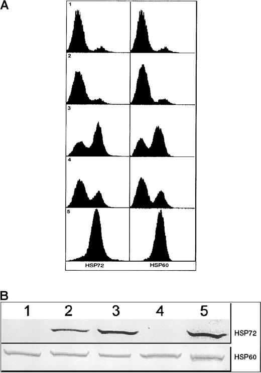 Fig. 5. Expression of HSPs by 12B1-D1 cells. / (A) Surface expression of HSP72 and HSP60 on 12B1-D1 cells as determined by flow cytometry. Panel 1: 12B1-D1 cells were incubated with isotype control antibody followed by PE-conjugated goat antimouse IgG and analyzed by flow cytometry. Panels 2-5: 12B1-D1 cells incubated with anti-HSP72 antibody (left) and anti-HSP60 antibody (right) followed by PE-conjugated goat antimouse IgG. Panel 2: Untreated 12B1-D1 cells. Panel 3: 12B1-D1 cells were heat shocked for 1 hour at 42°C and then incubated for 6 hours at 37°C. Panel 4: 12B1-D1 cells were incubated for 6 hours with 40 nM AP20187. Panel 5: 12B1-D1 cells were heat shocked for 1 hour at 42°C, then incubated for 6 hours with 40 nM AP20187. (B) Immunoblot of 12B1-D1 cell lysates. Lane 1, untreated 12B1-D1; lane 2, 12B1-D1 + HS (A), cells were heat shocked at 42°C for 1 hour; lane 3, 12B1-D1 + HS (B), cells were heat shocked at 42°C for 1 hour and then incubated for 6 hours at 37°C; lane 4, 12B1-D1 + AP20187 for 6 hours; lane 5, 12B1-D1 + HS for 1 hour + AP20187 for 6 hours.