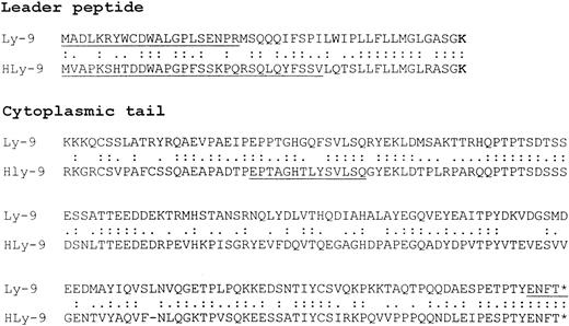 Fig. 2. Amino acid comparison of leader peptide and cytoplasmic tail of mouse and human Ly-9. / The upper sequence corresponds to mouse Ly-9 and the lower to human Ly-9. Identical amino acids are indicated by 2 dots; conserved substitutions are indicated by 1 dot. Gaps are indicated by a line to allow optimal alignment of the sequences. Dark lines indicate amino acids not present in previously published sequences.712The GenBank accession number of the mouse cDNA sequence isAF244131.