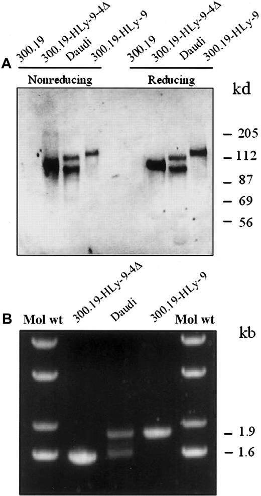 Fig. 10. Immunoprecipitation and isoforms of cell surface human Ly-9 protein. / (A) Detergent lysates of surface-labeled Daudi cell line, 300.19 cells transfected with full-length human Ly-9 cDNA, Ly-9 cDNA lacking the fourth immunoglobulinlike domain (HLy-9-Δ4), and 300.19 untransfected cells were immunoprecipitated with the HLy-9.1.25 mAb and analyzed under reducing and nonreducing conditions on a 10% sodium dodecyl sulfate–polyacrylamide gel. Molecular weights (kd) were determined by the migration of a known protein standard. (B) cDNA was made with mRNA from 300.19 cells transfected with full-length human Ly-9 cDNA, Ly-9 cDNA lacking the fourth immunoglobulinlike domain (HLy-9-Δ4), and B-cell line Daudi. Ethidium bromide staining of the PCR products after gel analysis. A molecular weight ladder is shown as an estimate of DNA band size.