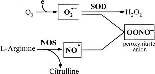 Fig. 1. Peroxynitrite is produced by the reaction of O2•− with NO•. / NO• is produced by NOSs that utilize L-arginine and oxygen to form NO• and citrulline. SOD catalyses the dismutation of O2•− radicals. Peroxynitrite induces tyrosine nitration in vivo. Thus, the peroxynitrite concentration is mainly regulated by SOD and NOS.