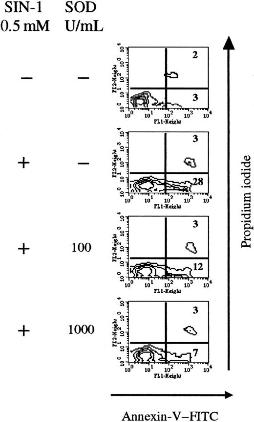 Fig. 5. Exogenous SOD inhibits the apoptotic effect of SIN-1. / Cells were treated with 0.5 nM SIN-1 and various concentrations of SOD for 4 hours. SIN-1 induced annexin V staining of 31% of cells after 4 hours. Addition of SOD strikingly reduced the percentage of annexin V+ cells in a concentration-dependent manner. The analysis was performed on the whole thymocyte population. The data are representative of 3 individual experiments.