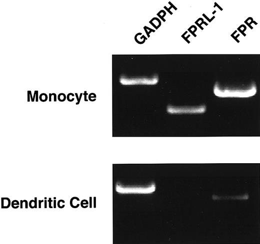 Fig. 5. Expression of the fMLP receptors is reduced in immature dendritic cells. / Monocyte-derived dendritic cells were FACS sorted to obtain greater than 97% CD1a+ cells. mRNA was isolated, and semiquantitative RT-PCR was performed to determine the level of FPR and FPRL-1 mRNA expression by immature dendritic cells relative to primary monocytes. Data represent results of 3 similar, independent experiments.