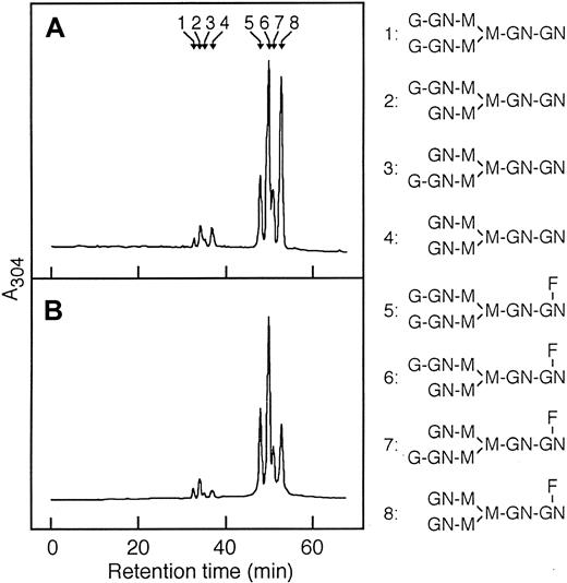 Fig. 3. Separation of desialylated oligosaccharides of L8D and 6-19J IgG3 mAb by ODS-HPLC. / Desialylated ABEE-oligosaccharides of L8D (A) and 6-19J (B) IgG3 were separated into 8 oligosaccharide fractions that were eluted as a series of authentic bi-antennary complex-type oligosaccharide structures (positions 1 to 8) of ±Galβ1-4GlcNAcβ1-2Manα1-6(± Galβ1-4GlcNAcβ1-2Manα1-3)Manβ1-4GlcNAcβ1-4(± Fucα1-6)GlcNAc shown in the right column. Peaks 1 and 5 correspond to digalactosylated oligosaccharide chains with or without a fucose residue (G2). Peaks 2, 3, 6, and 7 correspond to monogalactosylated oligosaccharide chains with or without a fucose residue (G1). Peaks 4 and 8 correspond to nongalactosylated oligosaccharide chains with or without a fucose residue (G0). G and Gal, galactose; GN and GlcNAc,N-acetylglucosamine; M and Man, mannose; F and Fuc, fucose.