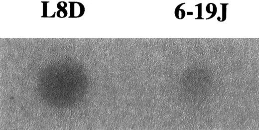 Fig. 4. Binding of MBL to L8D and 6-19J IgG3 mAb. / Five micrograms purified mAb were adsorbed on a polyvinylidene difluoride membrane heated at 100°C for 10 minutes, incubated with125I-labeled MBL, and subjected to autoradiography for 24 hours for the detection of MBL binding.