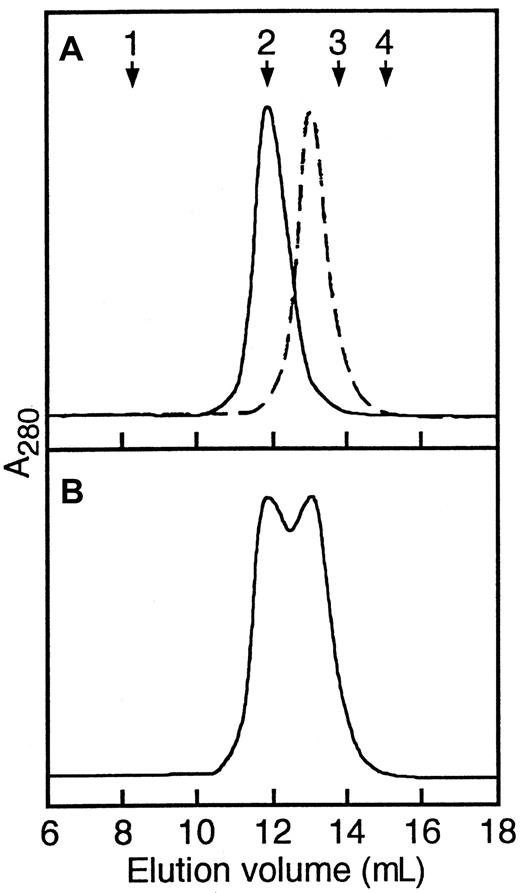 Fig. 5. Elution profiles of 6-19J and L8D IgG3 mAbs on FPLC with a gel filtration column. / Twenty micrograms purified mAb was subjected to a Superdex 200 HR column (1 × 30 cm) equilibrated with 50 mM phosphate buffer (pH 7.4) containing 0.15 M NaCl, and elution was performed using the same buffer at a flow rate of 0.4 mL/min at 4°C with continuously monitored absorbance at 280 nm. (A) Solid line, L8D mAb; broken line, 6-19J mAb. (B) Mixture of L8D and 6-19J mAb. Arrows indicate elution positions of molecular weight markers: 1, human IgM (900 kd); 2, human IgG (150 kd); 3, human serum albumin (66 kd); 4, ovalbumin (45 kd).