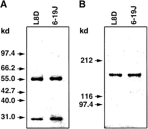Fig. 6. SDS-PAGE analysis of 6-19J and L8D IgG3 mAbs. / Purified mAbs were subjected to SDS-PAGE under reducing (A; 10% gel) or nonreducing (B; 6% gel) conditions. Proteins were stained with Coomassie Brilliant Blue R-250. Molecular size markers are indicated on the left.