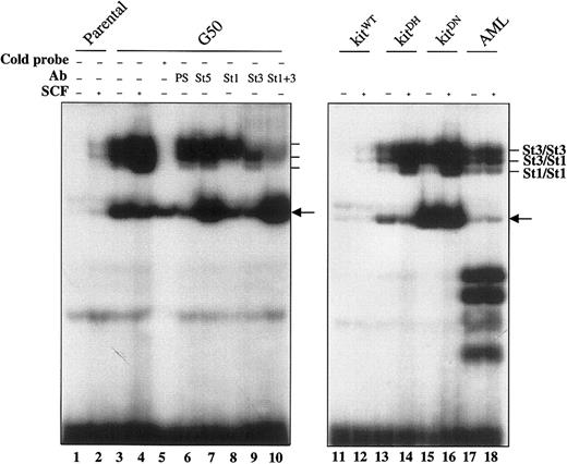 Fig. 1. Constitutive DNA binding activity of STAT3 and STAT1 in leukemia cells expressing Asp816 mutant c-Kit. / Parental MO7e cells and cells transduced with the wild-type c-kit cDNA (kitWT) were cultured without SCF for 5 hours. The G50 clone (a cytokine-independent revertant from MO7e cells containing the D816H c-kit mutation), MO7e cells transduced with the mutant c-kit cDNAs (kitDHand kitDN) and the AML cells bearing the D816N mutant c-kit were cultured in the absence of SCF. These cells were then stimulated with rhSCF (40 ng/mL) for 5 minutes. Cytosolic extracts were prepared from the cells before and after SCF stimulation and subjected to EMSA (see “Materials and methods”). In the left panel, some samples were preincubated with a 50-fold excess of unlabeled (cold) probe, rabbit preimmune serum (PS), or defined STAT (St) antibodies. Protein-DNA complexes corresponding to the specific STAT dimers are indicated. A nonspecific band, which could not be completed by the addition of cold probe and was preferentially present in MO7e cells bearing the mutant c-kit, is also indicated by an arrow in both left and right panels.