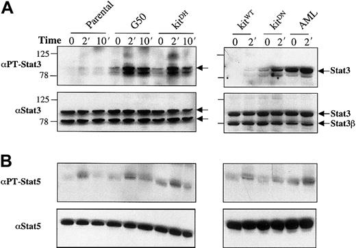 Fig. 2. Constitutive tyrosine phosphorylation of STAT3 in leukemia cells expressing Asp816 mutant c-Kit. / Total cellular lysates (20 μg) from indicated cells unstimulated or stimulated with SCF (40 ng/mL) for the times shown were analyzed by Western blotting. (A) The upper panels show the antibody against tyrosine- phosphorylated STAT3 reacting to 2 cellular-phosphorylated proteins. The top band was confirmed to be STAT3 by using the antibody against the internal domain of the protein, which recognizes both STAT3 and STAT3β, as shown in the lower panels using the stripped blots from the upper panels. The lower band observed as part of the doublet recognized by the antibody against tyrosine-phophorylated STAT3, could not be definitively identified as STAT3, 1, or 5. Size markers are shown in kilodaltons. (B) Blots in the upper panels were probed with the antibody against tyrosine- phosphorylated STAT5. Blots from the upper panels were stripped and reprobed with the antibody against STAT5 to illustrate the total STAT5 protein, as shown in the lower panels.