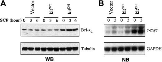 Fig. 4. Up-regulation of Bcl-xL and c-myc in MO7e cells transduced with D816H mutant c-kit. / MO7e cells transduced with empty pLNCX vector or wild-type c-kit were SCF-starved for 5 hours, and then stimulated, together with the cells transduced with D816H mutant c-kit, with rhSCF (40 ng/mL) for the times indicated. (A) Western blot (WB) analysis of the total cellular extracts from the cells. The blot in the upper panel was probed with anti–Bcl-xL antibody. The blot was stripped and reprobed with antitubulin antibody to verify the protein loading, as shown in the lower panel. (B) Northern blot (NB) analysis of total RNA from the indicated cell types. The blot in the upper panel was hybridized with a c-myc–specific probe as described in “Materials and methods.” The blot was stripped and rehybridized with a GAPDH-specific probe to verify RNA loading, as shown in the lower panel.